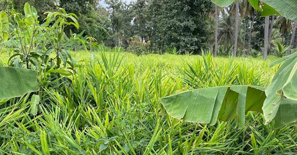 The price for ginger in Wayanad was around Rs 10,000 on July 4. Photo: Special Arrangement 