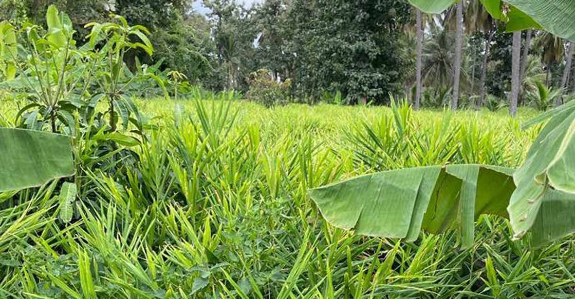 The price for ginger in Wayanad was around Rs 10,000 on July 4. Photo: Special Arrangement 
