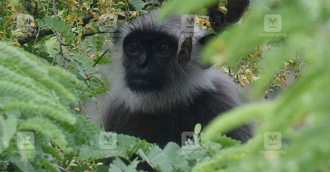 hanuman-monkey-sreelakshmi1 After being informed about the presence of the animal, the zoo staffers came and caught the female primate using a net. Photo: Manorama/File image