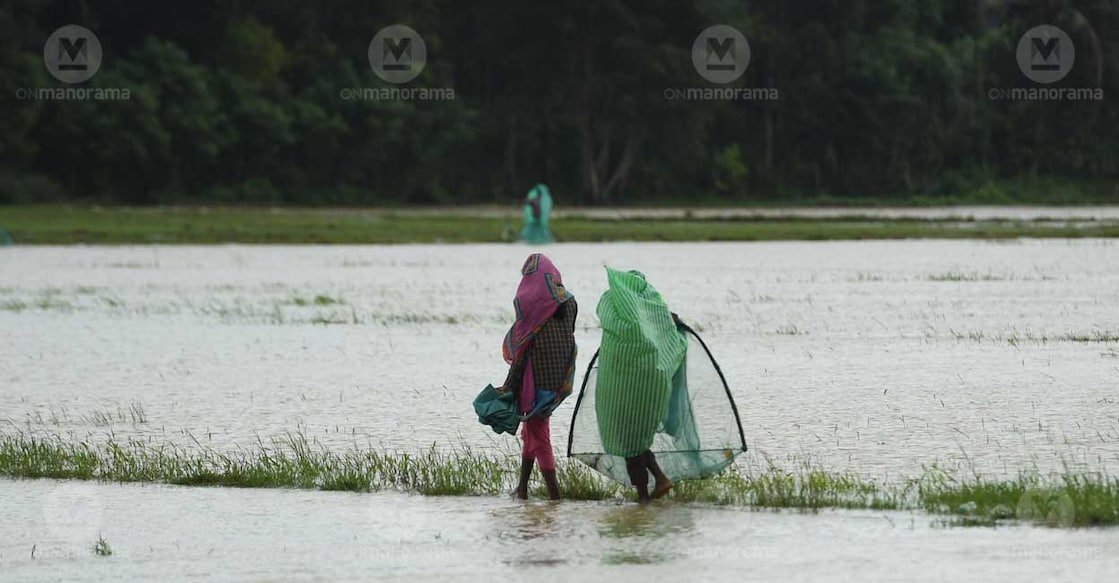 Two women cross a waterlogged paddy field in Wayanad. Photo: Jithin Joel Haarim/Manorama