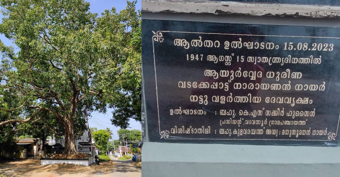 The banyan tree at Vadavannur in Palakkad was planted on August 15, 1947 by Sanskrit scholar  Vadakkeppatt Narayanan Nair. Photo: Special Arrangement