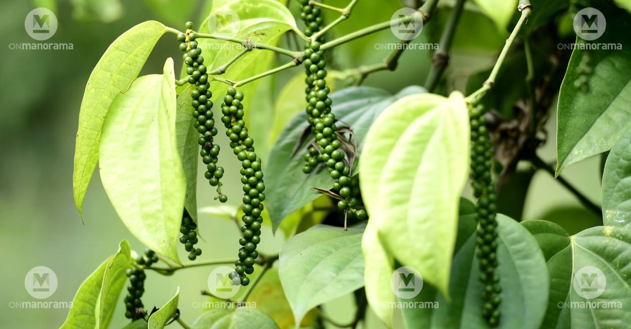 Pepper. Photo: Manorama Online