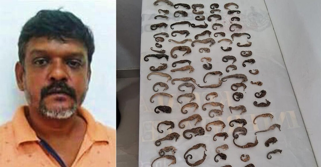 The seized seahorses are estimated to be worth nearly Rs 1 crore in the black market. Photo: Special Arrangement 