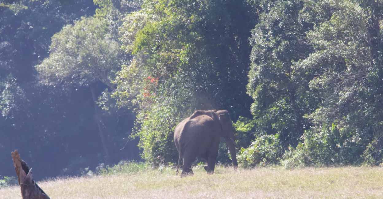Arikomban Arikomban at Kalakad Mundanthurai Tiger Reserve. Photo: Twitter/Supriya Sahu