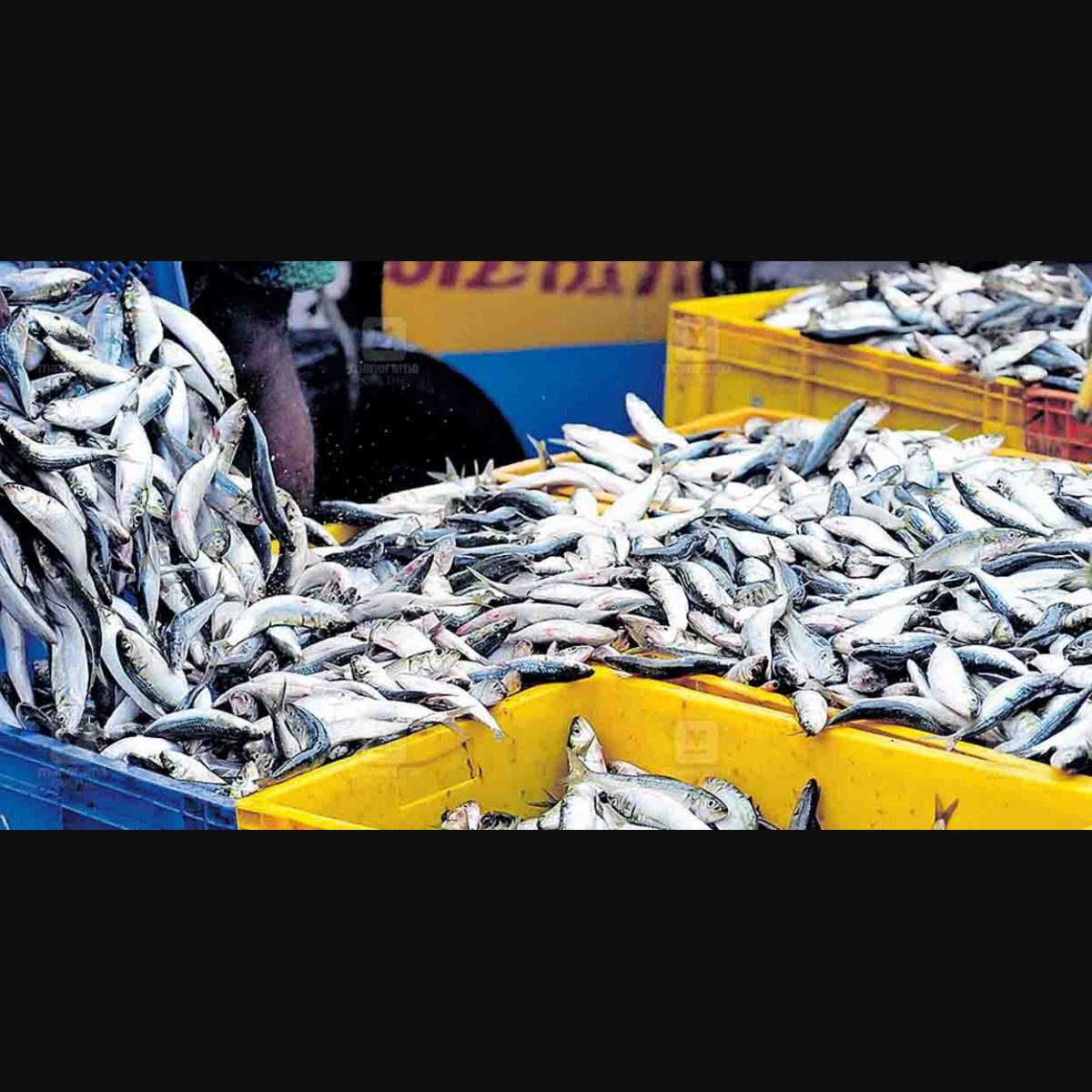 Kerala govt to curb juvenile fishing, vendors to face action for