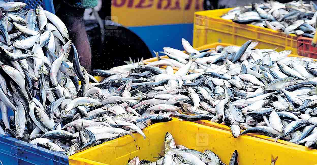 The fishermen are prohibited from catching fish of 58 varieties that are below a specified size. File Photo: Manorama