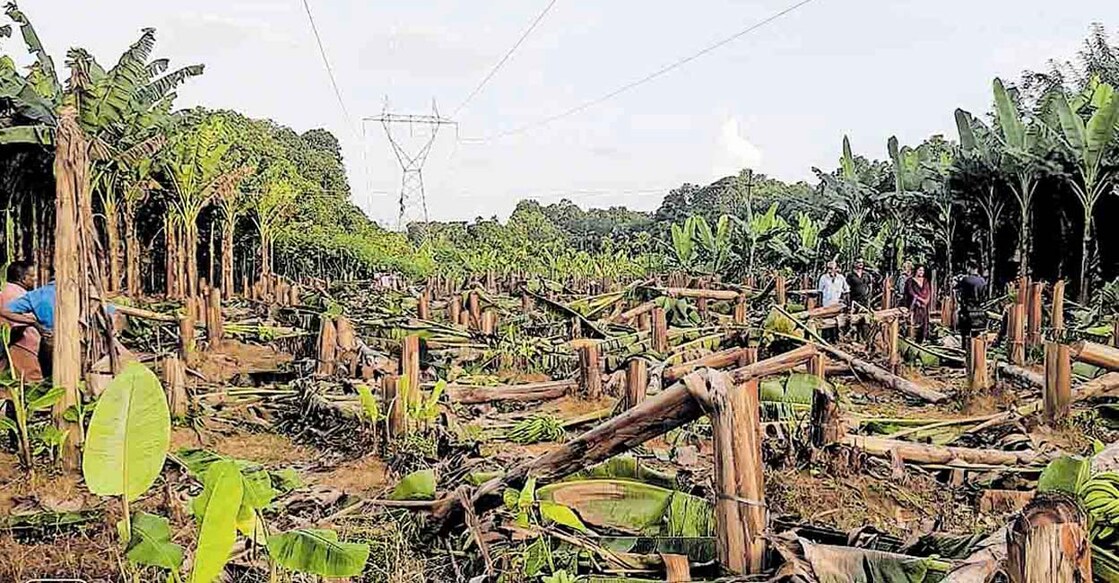 banana K Thomas, the farmer, alleged that he did not get any warning or notice from the KSEB. Photo: Manorama.
