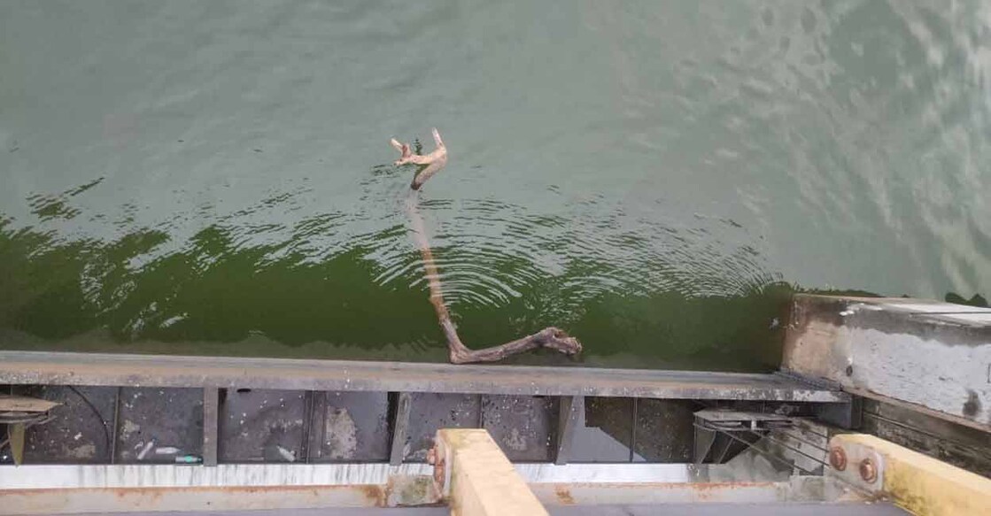 An uprooted tree, which drifted to the dam reservoir, is stuck at the central shutter of the Kanjirapuzha dam. Photo: Special arrangement