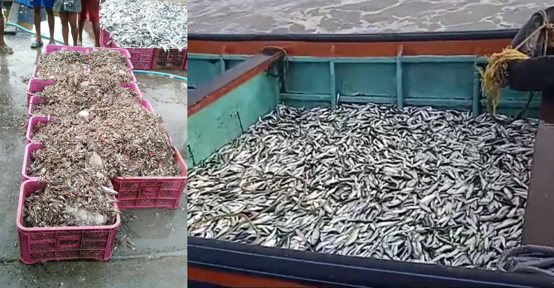 Boxes containing juvenile sardines that were seized from the fishing boats in Kozhikode. Photos: Special arrangement 