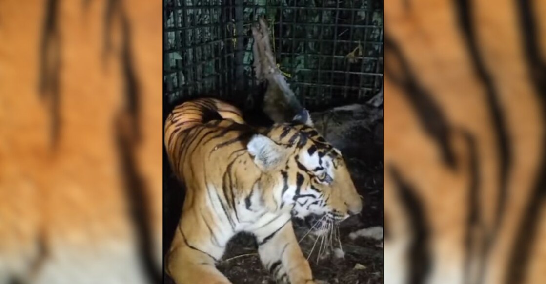 The tiger has been shifted to the Animal Hospice and Palliative Care unit at Pachadi near Muthanga. Photo: Special Arrangement
