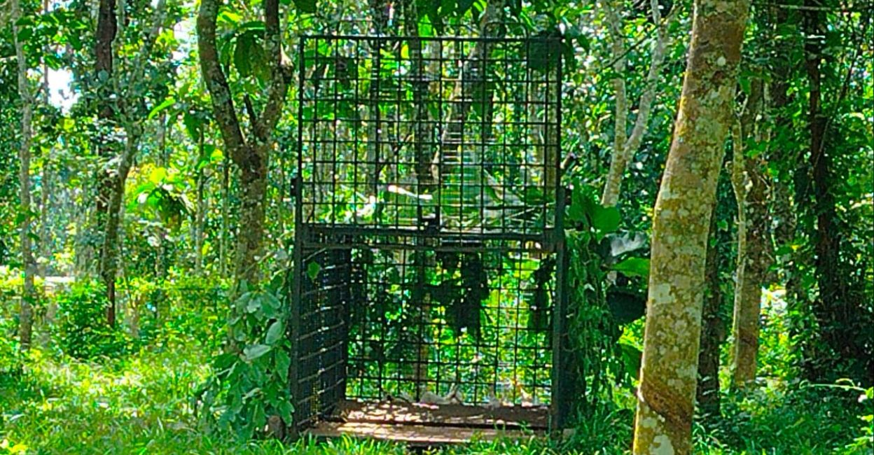 wayanad-tiger-scare-1 A cage set up by forest officials to trap tigers that stray out of the jungle into human habitats. Photo: Special Arrangement