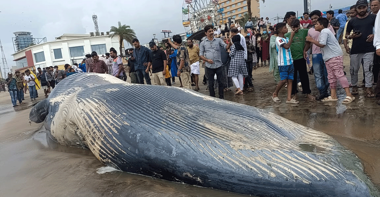 People crowd around the carcass of the Blue Whale on Kozhikode Beach on Saturday. Photo: Special arrangement
