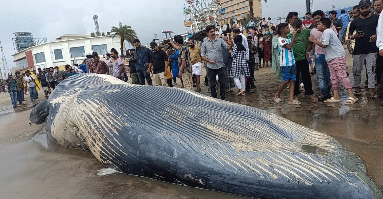 People crowd around the carcass of the Blue Whale on Kozhikode Beach on Saturday. Photo: Special arrangement