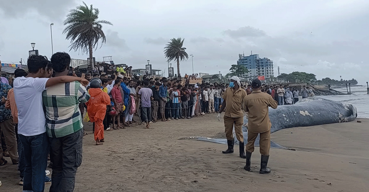 blue-whale-kozhikode-beach-crowd1 The carcass was cut in pieces and buried on the beach by Saturday night. Photo: Special arrangement