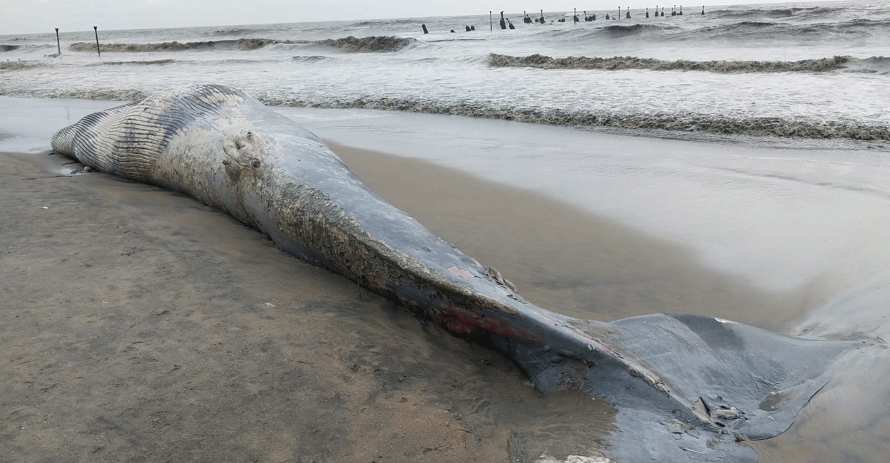 blue-whale-kozhikode-beach-size1 The carcass of the Blue Whale was 15 metres long. Photo: Special arrangement