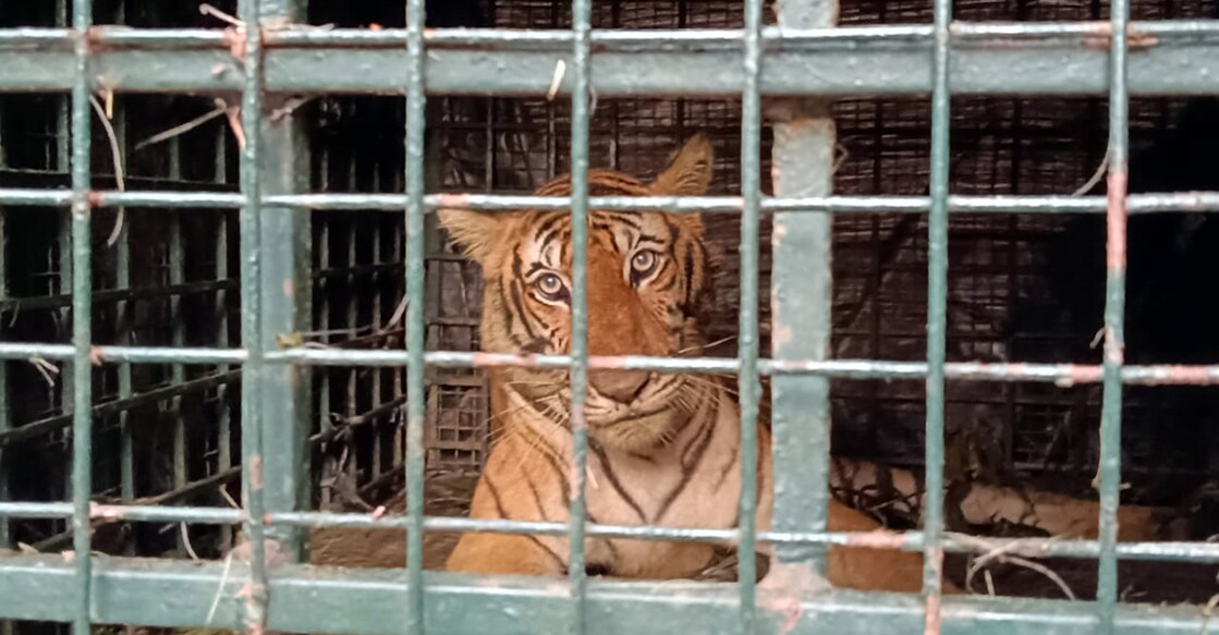 wayanad-tigress The 12-year-old tigress is weak and has only a few teeth left, said wildlife experts. Photo: Special arrangement