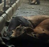 Idukki cattle death: CTCRI rejects tapioca hull poisoning theory