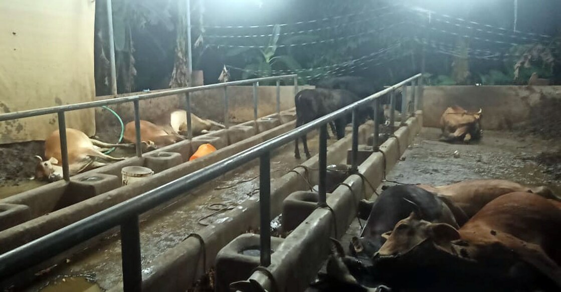 Graphic content: Some cattle lie motionless due to Hydrocyanic Acid poisoning at Mathew Benny's barn at Velliyamattom near Thodupuzha in Idukki. Photo: Special arrangement