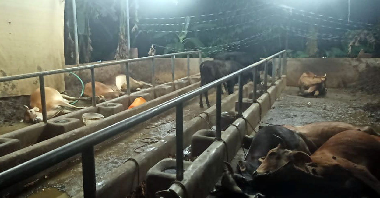 Graphic content: Some cattle lie motionless due to Hydrocyanic Acid poisoning at Mathew Benny's barn at Velliyamattom near Thodupuzha in Idukki. Photo: Special arrangement