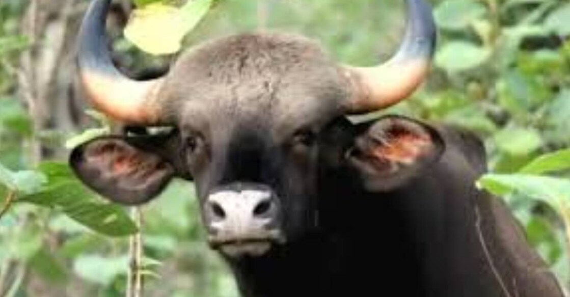 Sources said bison attacks on human beings were not frequent.  Photo: Special Arrangement
