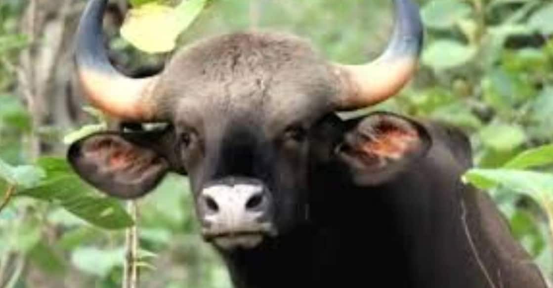 bison-wayanad-c Sources said bison attacks on human beings were not frequent. Photo: Special Arrangement