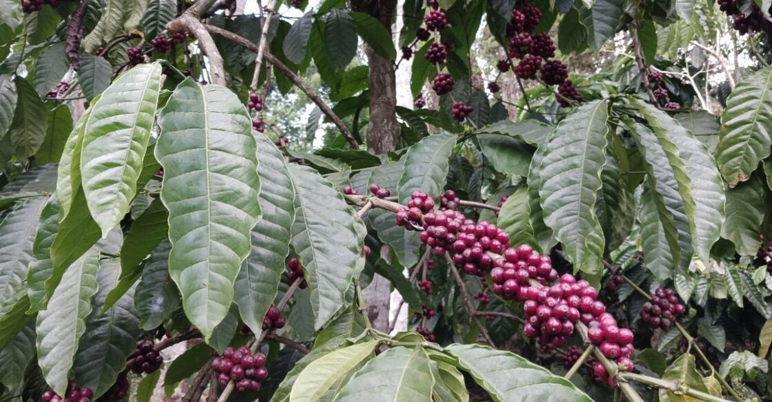 Coffee cherries ready for harvest in Wayanad. Photo: Special Arrangement