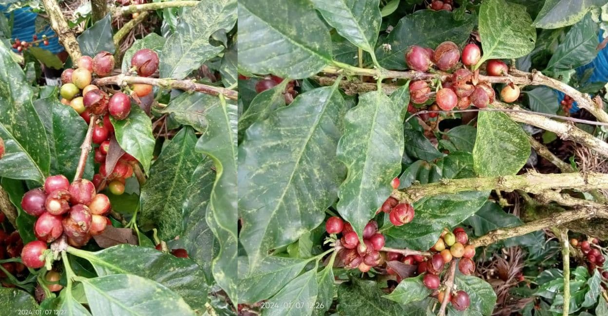 damaged-arabica-cherries The damaged cherries of the Arabica coffee plant. Photo: Special Arrangement