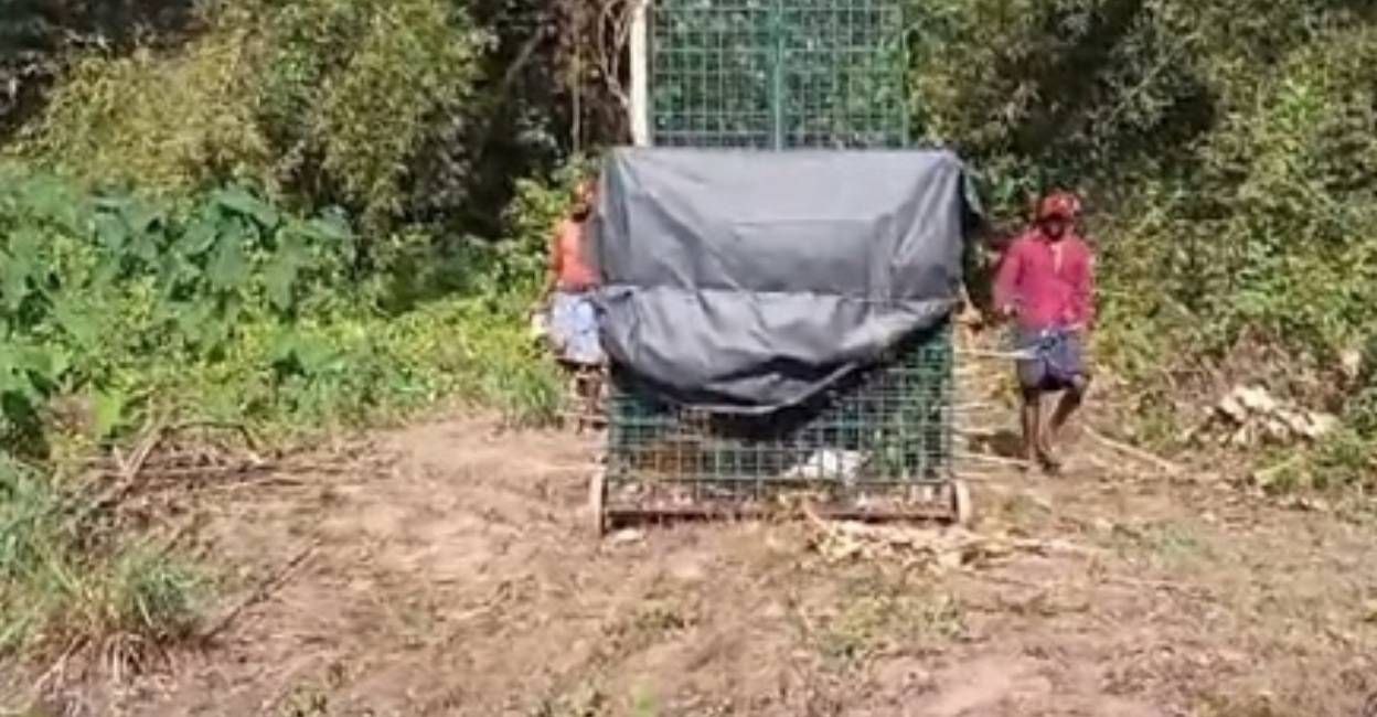 tiger-cage-trap tiger-cage-trap