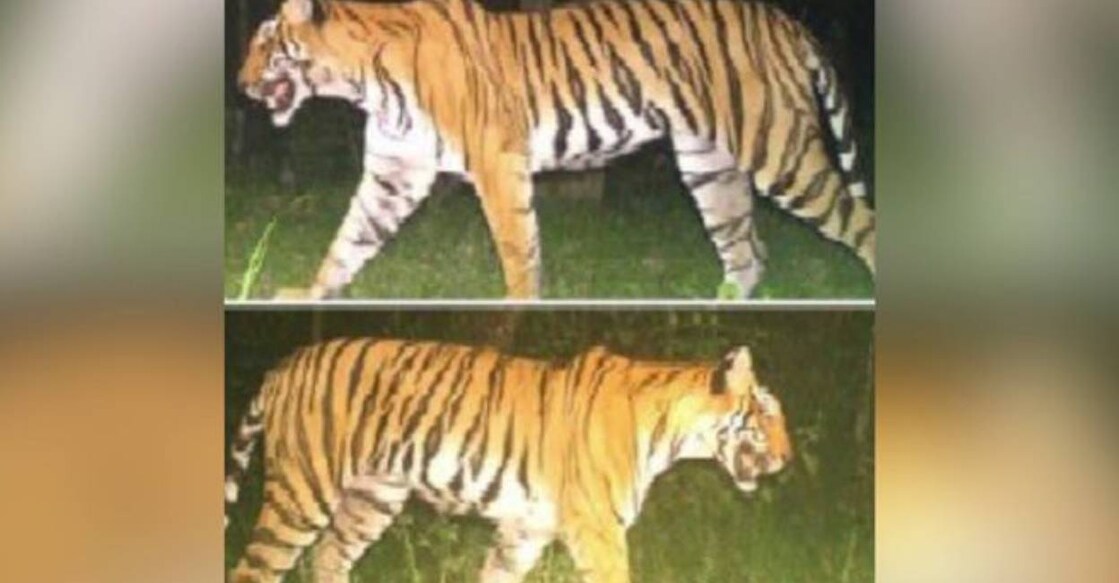 Camera trap captured the visuals of the tigress. Photo: Manorama News