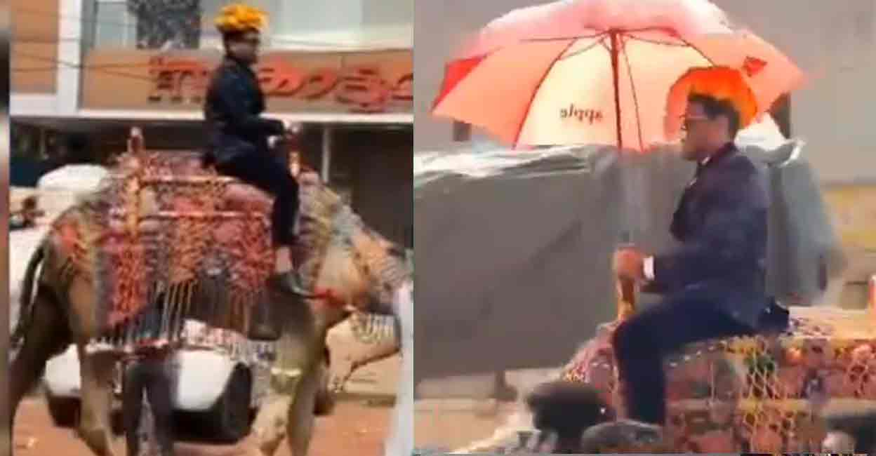 Kannur groom leads  camel procession to wedding venue. Photo: Screengrab/X