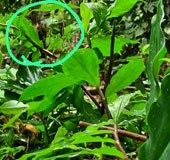 Mankulam residents claim bear sighting, Forest Dept says it's a harmless mongoose