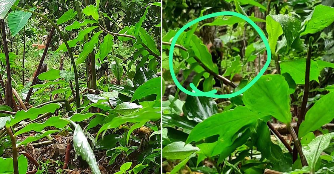 A mobile phone picture of an animal spotted at Pattakada in Mankulam on Saturday afternoon. Photo: Special arrangement