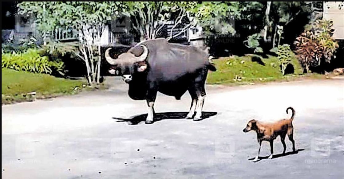 gaur-attack-kakkayam A video grab of the gaur that strayed into the Kakkayam tourism centre on Saturday.