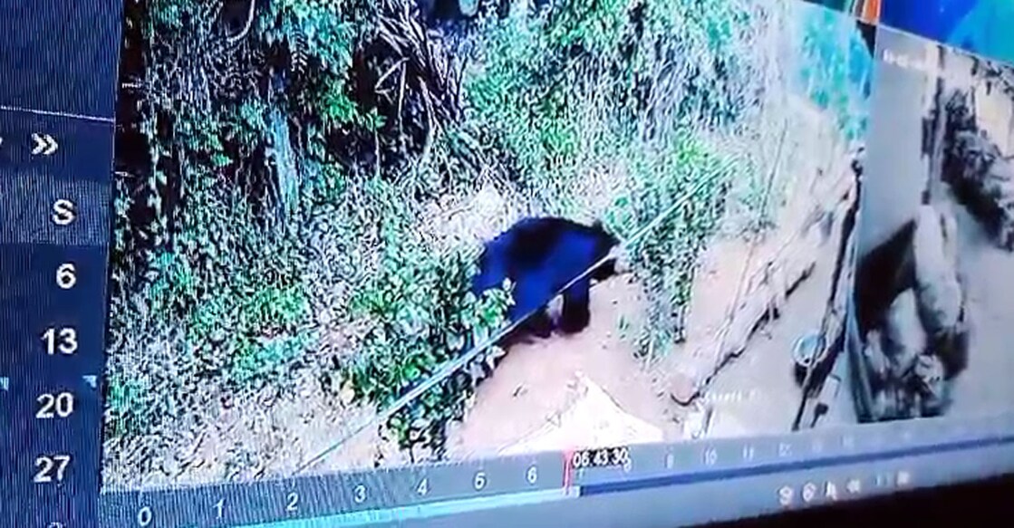 The bear was spotted in a CCTV footage from a house at Karnamkolly at Thonichal Monday morning. Photo: Screengrab/CCTV