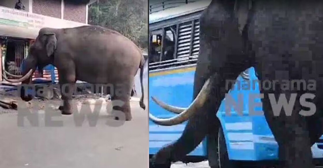 padayappa-munnar-ls The resulting commotion also led to prolonged traffic traffic disruptions in the area. Photo: Screengrab/ Manorama News.