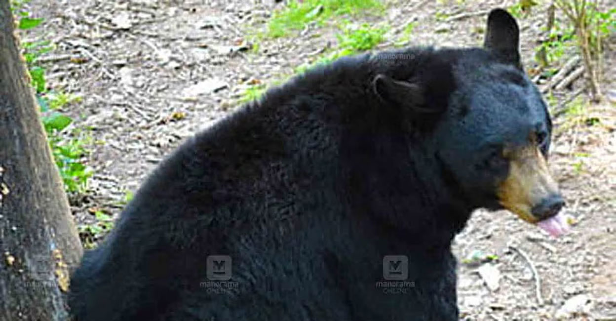 A screengrab from a CCTV footage shows the bear at Thonichal. Photo: Special arrangement