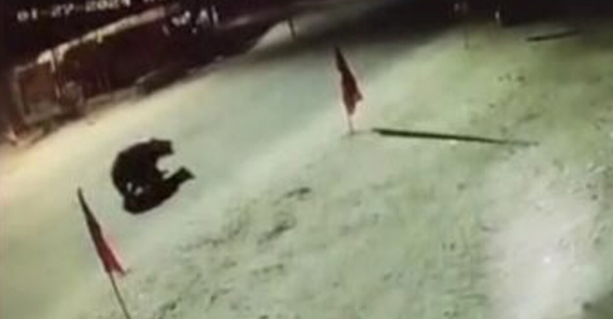 The images of a bear were found in CCTV visuals of the Court Complex in Sulthan Batheri on Friday night. Photo: Special arrangement