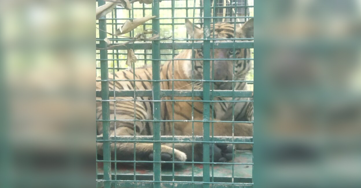 Problem tiger of Choorimala. Photo: Special arrangement