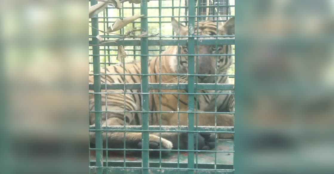 wayanad-probelm-tiger Problem tiger of Choorimala. Photo: Special arrangement