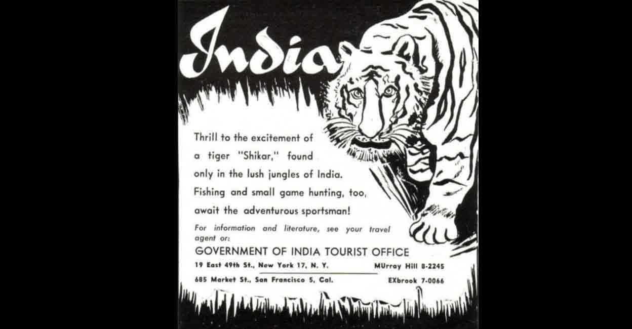 tiger-poster An advertisement from the 1950s in which the Indian government invited foreign tourists for tiger hunting in India. Photo: Special arrangement