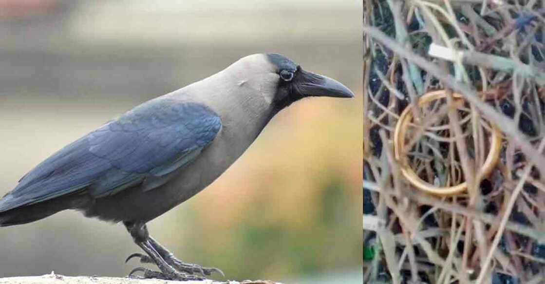 Indian crow, gold bangle in the nest. Photo: Shutterstock, Screengrab-video