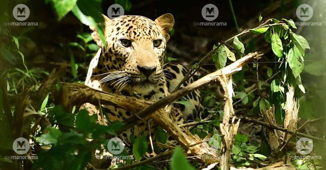 leopard-c