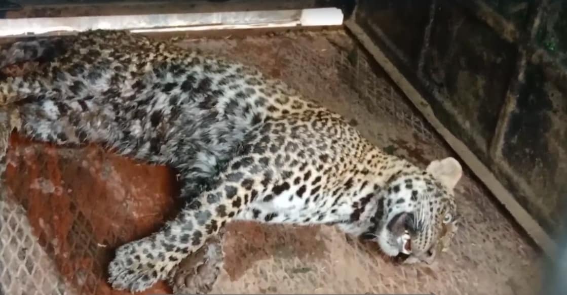 The leopard will be transferred to the Mudumalai Tiger Reserve. Photo: Special arrangements