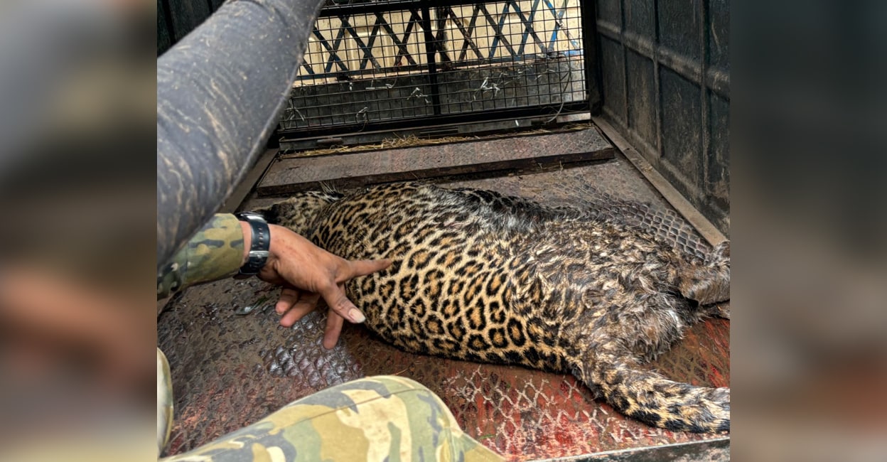 niligiri-leopard The Forest Department successfully tranquilised the animal before it was captured. Photo: Special arrangements