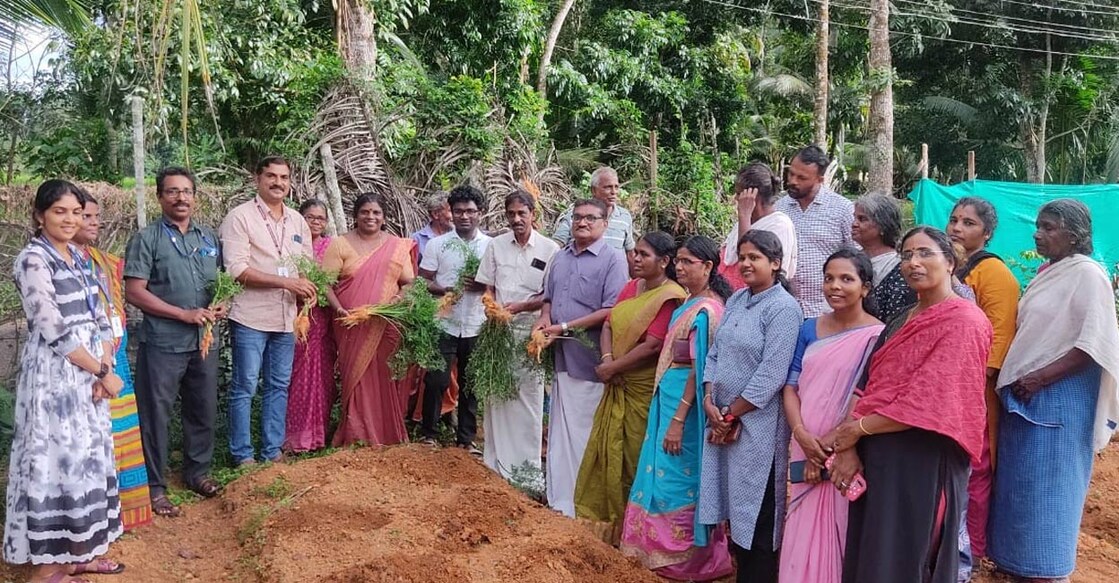 Carrot harvesting being carried out in Venmony Panchayat. Photo: Special arrangement. 