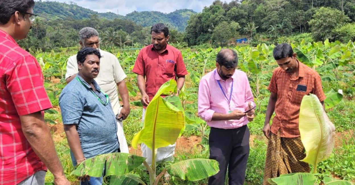 locust-infestation-inspection.jpg Experts visiting a farm infested with locusts in Idukki. Photo: Special Arrangement