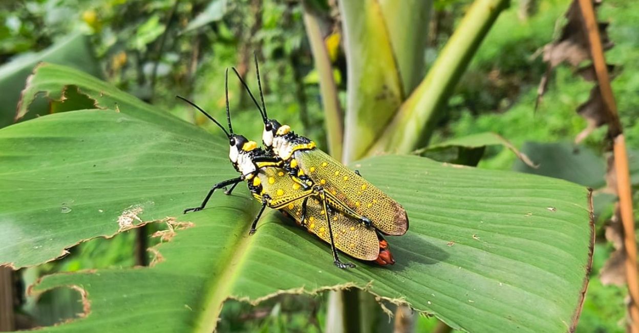 Locust infestation has been severe in the Ponmudi, Irumalakka and Thellithodu areas of Konnthadi panchayat. Photo: Special Arrangement