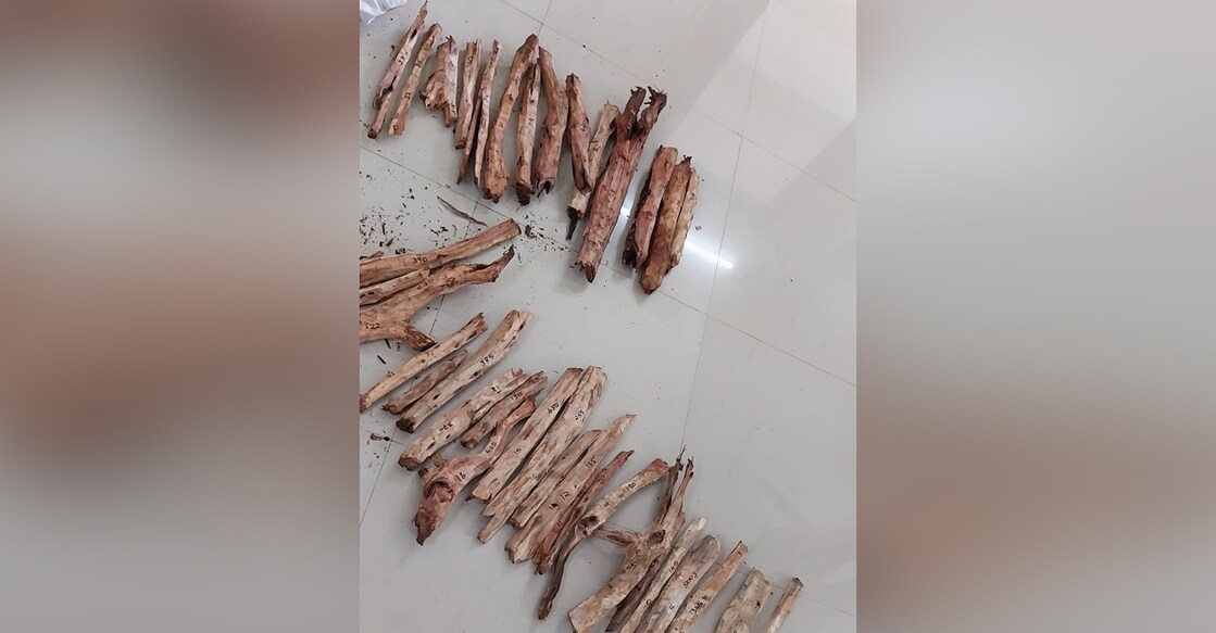 The seized sandalwood weighing 12.66 kg. Photo: Special Arrangement