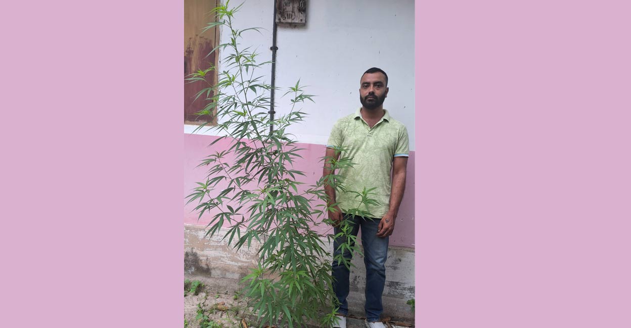 The accused, Shambhurangan from Aryad in Komalapuram, was found with a plant measuring 189 centimetres in height during a search led by Alappuzha Range Excise Inspector M R Manoj. Photo: Special arrangement. 