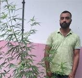 Alappuzha man arrested for growing cannabis plant at rented house